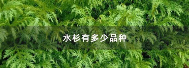 水杉的主要识别特征