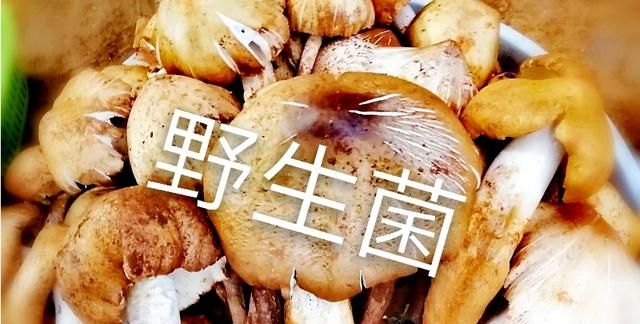 和政县美食，你的家乡有哪些非遗或者值得传承的技艺瑰宝？图13