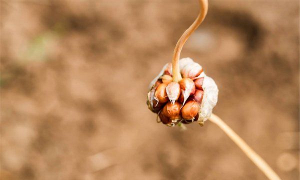 种大蒜怎样苗才能出得快,怎么让大蒜早出蒜苔图5