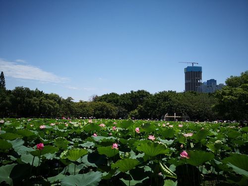 深圳洪湖公园荷花什么时候开放(深圳洪湖公园荷花)-第1张图片-