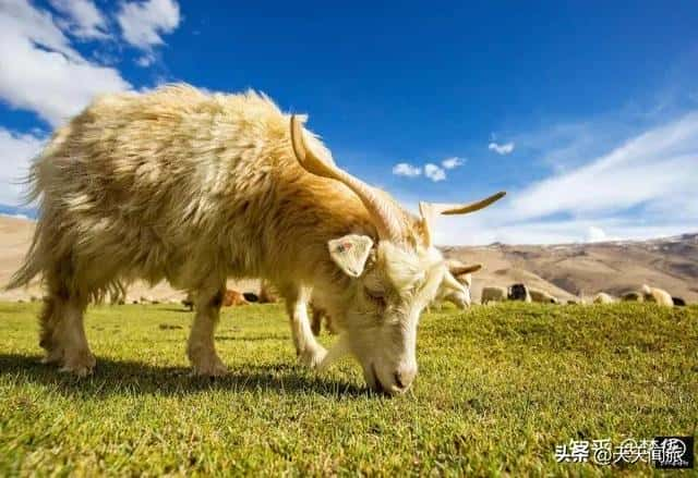 印度占领拉达克地区是中国故土吗（拉达克属于哪个国家）