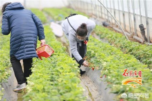 阜平旅游吧辽道背的山民(阜平 旅游)-第1张图片-