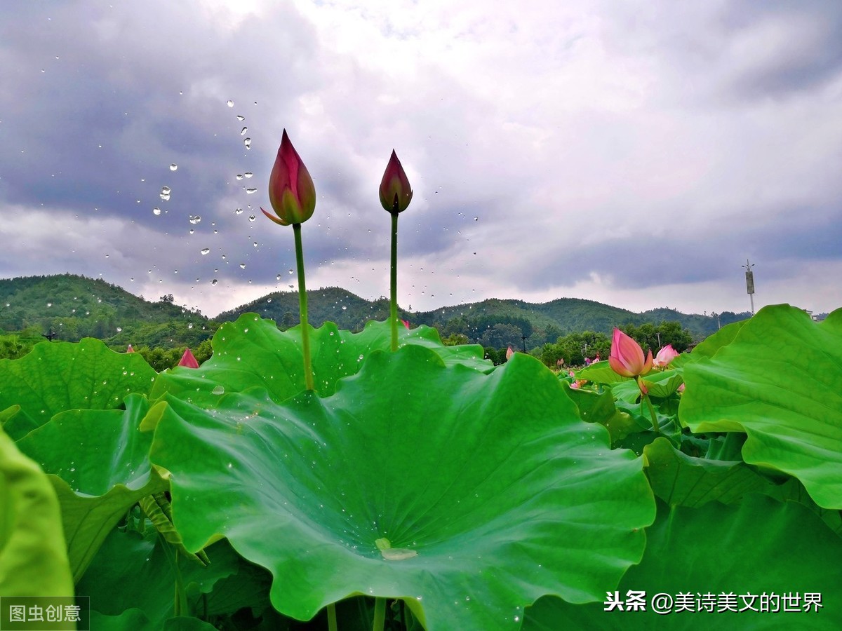 名不见经传的诗人只有一首诗存世，却句句令人向往，入选小学课本