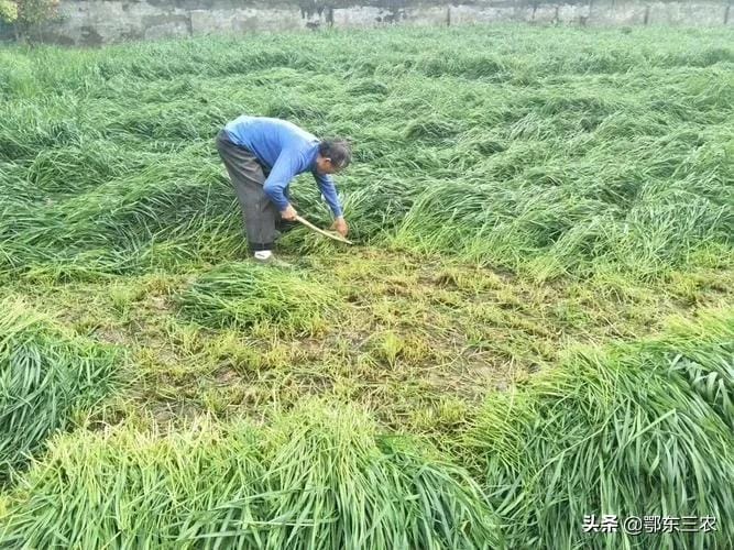 黑麦草九月份可以种吗（黑麦草一年四季都可以种吗）