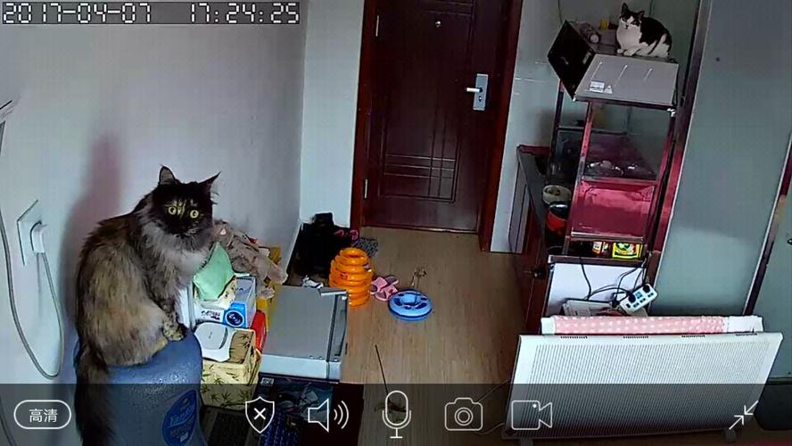 猫自己在家过夜会孤独吗（猫咪自己过夜会孤独吗）