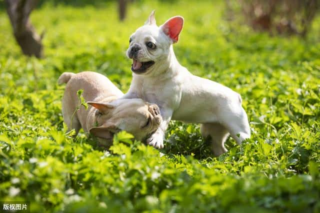 法斗什么颜色价格最高（法国斗牛犬什么颜色最贵）