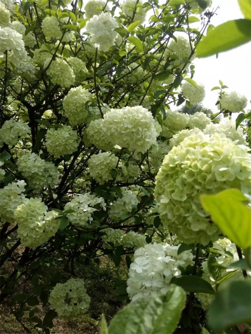 琼花的花语(琼花的寓意和象征)