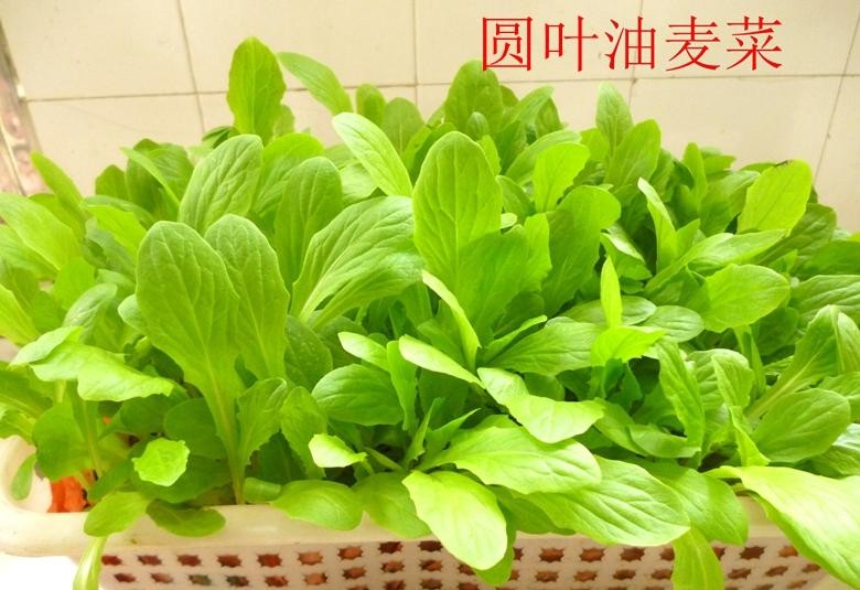 油麦菜是蔬菜吗（专业详细的油麦菜知识）