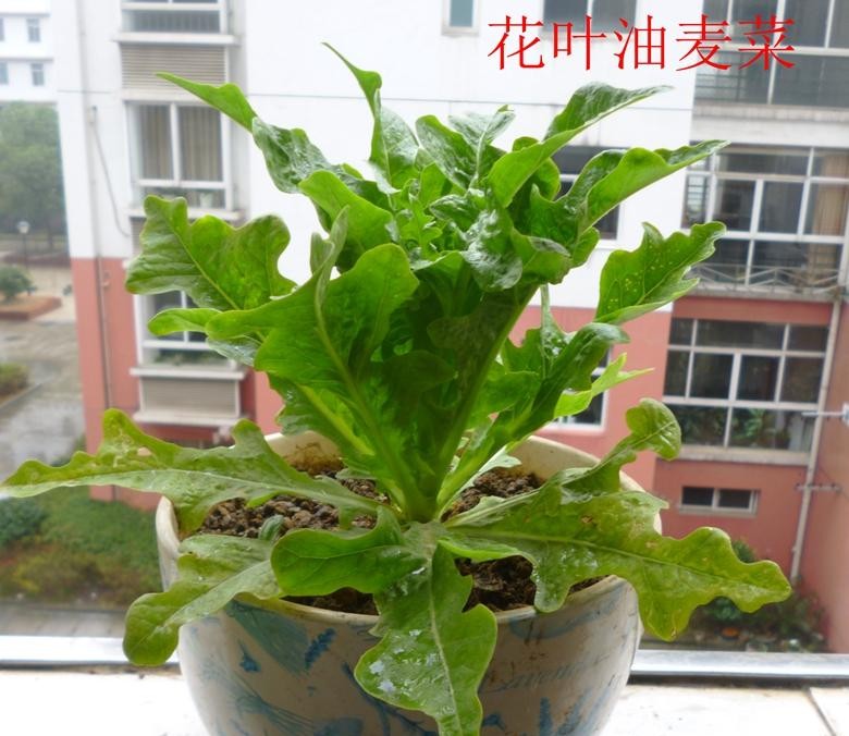 油麦菜是蔬菜吗（专业详细的油麦菜知识）