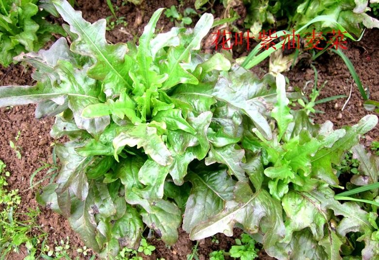 油麦菜是蔬菜吗（专业详细的油麦菜知识）