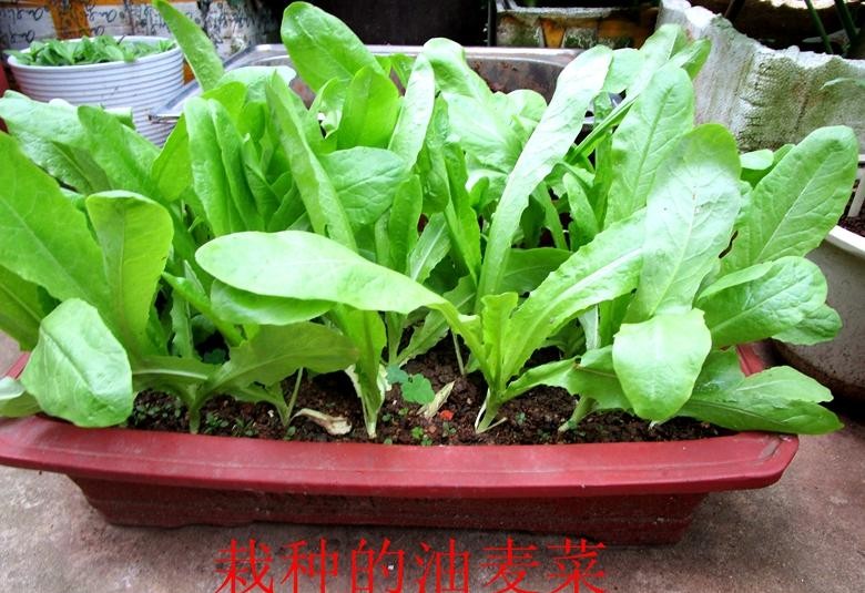 油麦菜是蔬菜吗（专业详细的油麦菜知识）