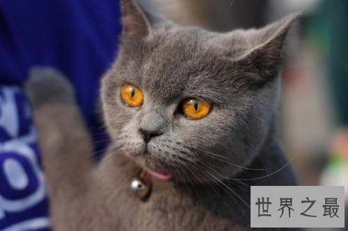 十种世界上最大的猫排行榜，温柔的巨人排第二