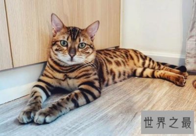 ​十种世界上最大的猫排行榜，温柔的巨人排第二