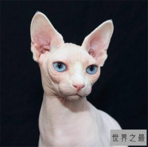 ​美国十大畅销猫品种，盘点人们最喜爱的那些猫品种！