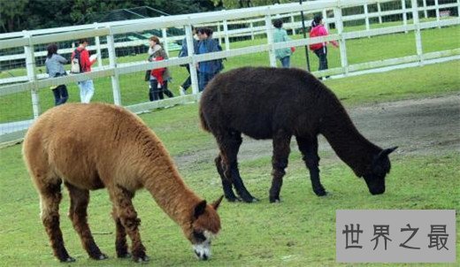 全球十大亲子旅游地，带孩子体验世界的斑斓