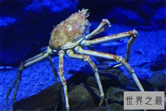 十大怪异的海洋生物，狼鱼你一定没有见过