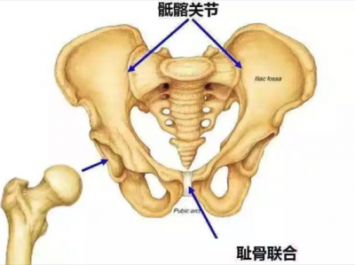 ​女性的耻骨联合在什么位置？看完你就知道！