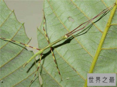 ​最大的昆虫，中国巨型竹节虫体长62.4cm！