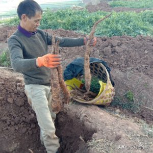 ​山药的种植方法和时间 与管理