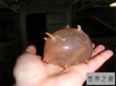 ​海猪怎么吃？海猪外皮带有毒素不能食用