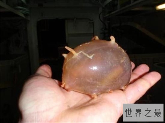 海猪怎么吃？海猪外皮带有毒素不能食用