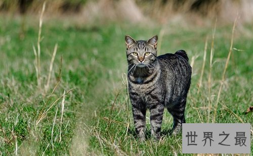 马恩岛猫为什么没有尾巴？世界上唯一无尾的猫种！