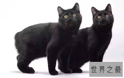 马恩岛猫为什么没有尾巴？世界上唯一无尾的猫种！