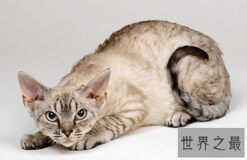 马恩岛猫为什么没有尾巴？世界上唯一无尾的猫种！