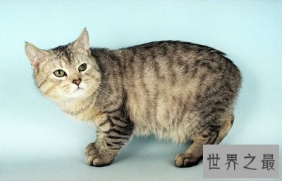 ​马恩岛猫为什么没有尾巴？世界上唯一无尾的猫种！