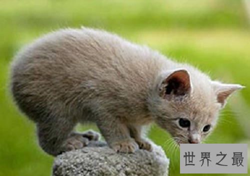 马恩岛猫为什么没有尾巴？世界上唯一无尾的猫种！