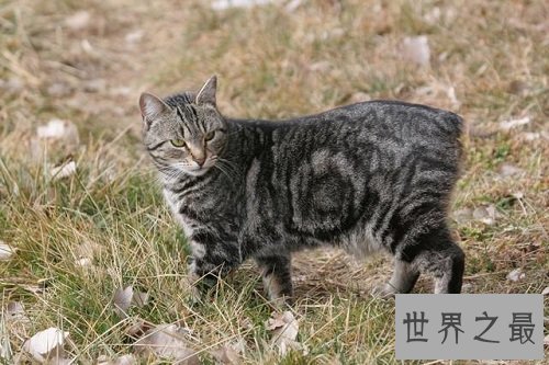 马恩岛猫为什么没有尾巴？世界上唯一无尾的猫种！