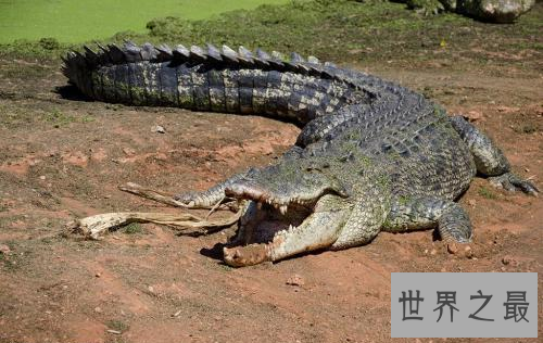 目前被人们发现的世界上最大的爬行动物湾鳄 长达六米多