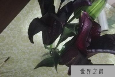 ​象征黑暗的花有哪些？世界上花语最黑暗的六种花