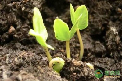 ​植物传播种子的方法有哪些（花草种子价格多少钱一斤？都有哪些传播种子的方法