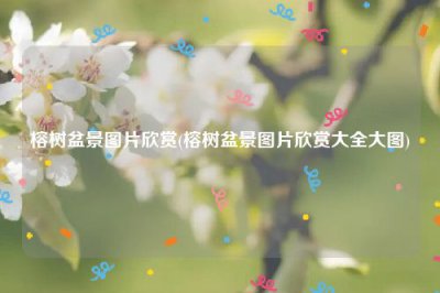 ​榕树盆景图片欣赏(榕树盆景图片欣赏大全大图)