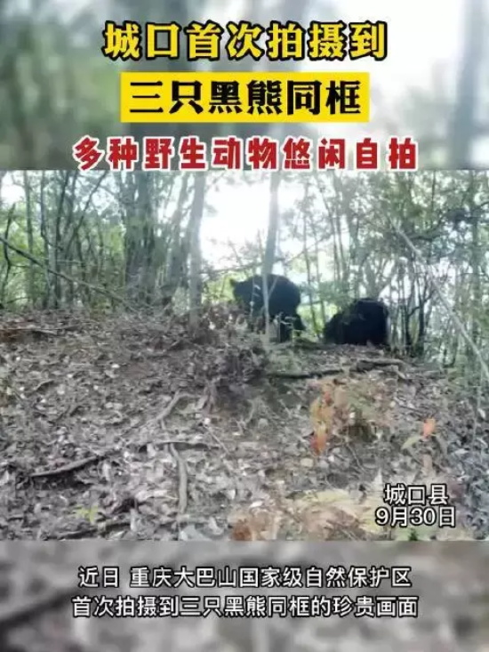 重庆首次拍摄到亚洲黑熊一家三口的珍贵画面，面对镜头还“打了招呼”