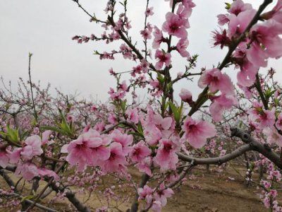 ​桃树追什么肥料（桃树使用什么肥料能增加口感甜度）