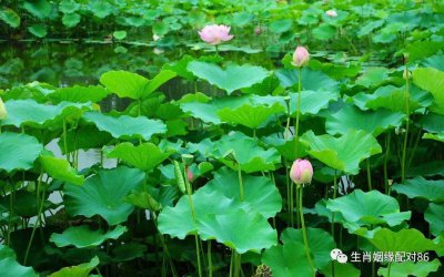 ​生肖兔跟啥生肖结婚，几乎不吵架，操心岁岁少，运势节节高