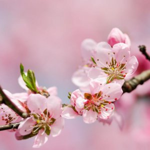 ​大林寺桃花古诗(每日一诗)