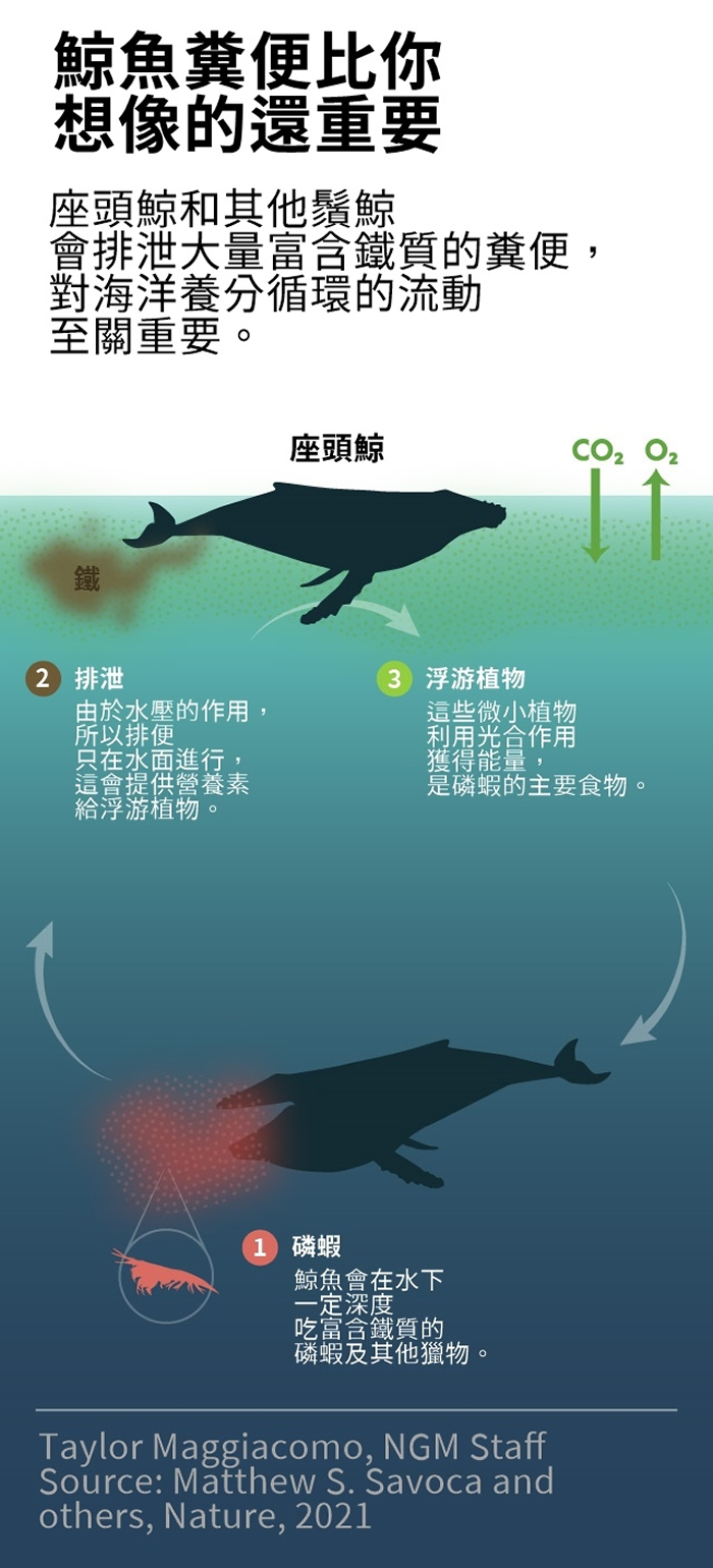 须鲸的食量是先前认为的三倍