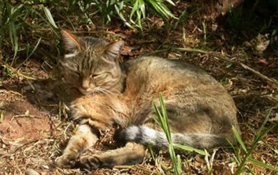 ​欧洲发现有7000年历史的家猫祖先——近东野猫遗骸 为猫的演化故事再添波折