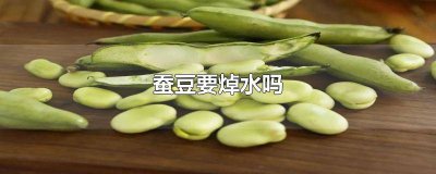 ​蚕豆要焯水吗 蚕豆要焯水吗怎么焯