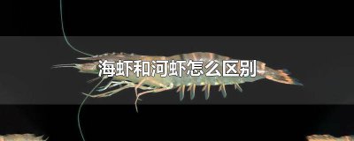 ​河虾与海虾区别 河虾跟海虾区别