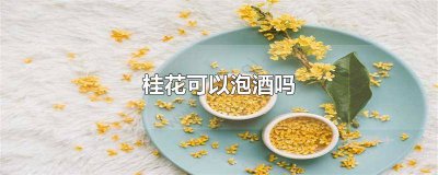 ​桂花可以用白酒泡吗 桂花可以泡酒吗?