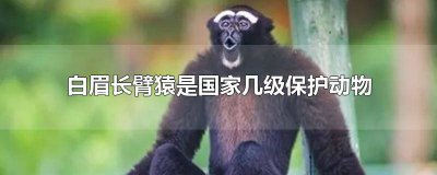 ​白眉长臂猿是濒危动物吗 白眉长臂猿是濒危