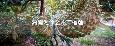 ​海南能产榴莲吗 海南岛产不产榴莲