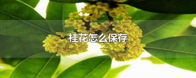 ​桂花怎么保存才有香味 桂花怎么保存食用