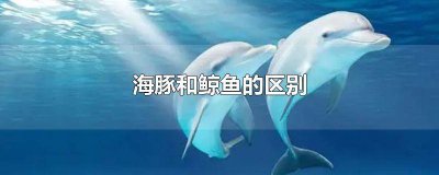 ​海豚和鲸鱼的区别图片大全 海豚和鲸鱼的区别图片对比