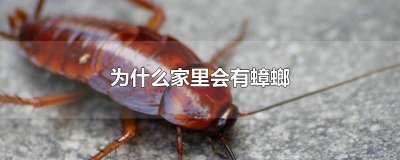 ​为什么家里会有蟑螂卵 为什么家里会有蟑螂飞