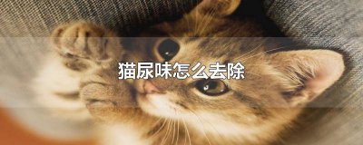 ​屋里有猫尿味怎么去除 猫屎猫尿味怎么去除